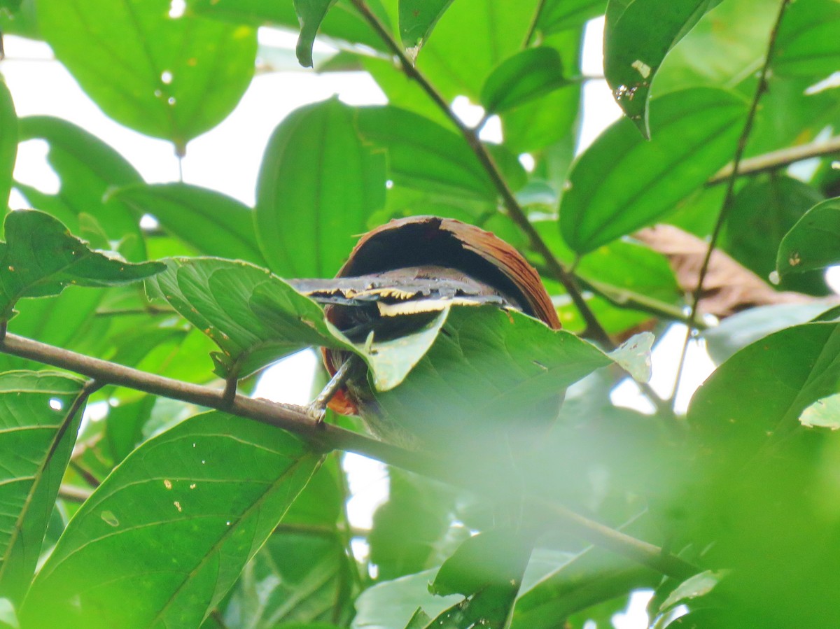 Greater Coucal - ML165301571