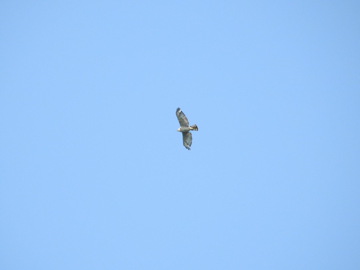 Red-shouldered Hawk - ML165302251