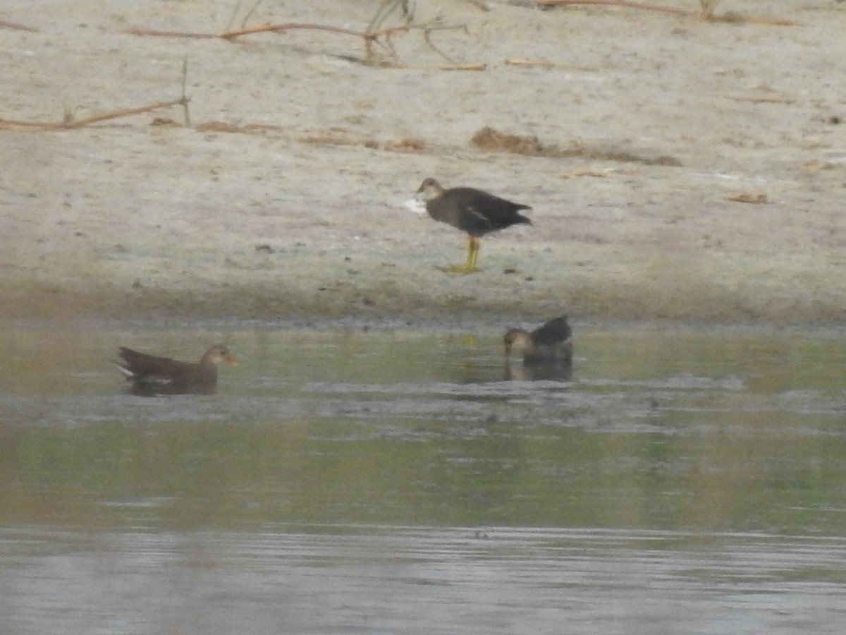 Eurasian Moorhen - ML165306681