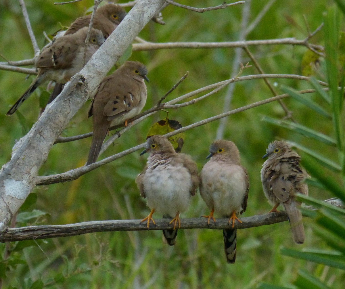 Long-tailed Ground Dove - Terry Rosenmeier