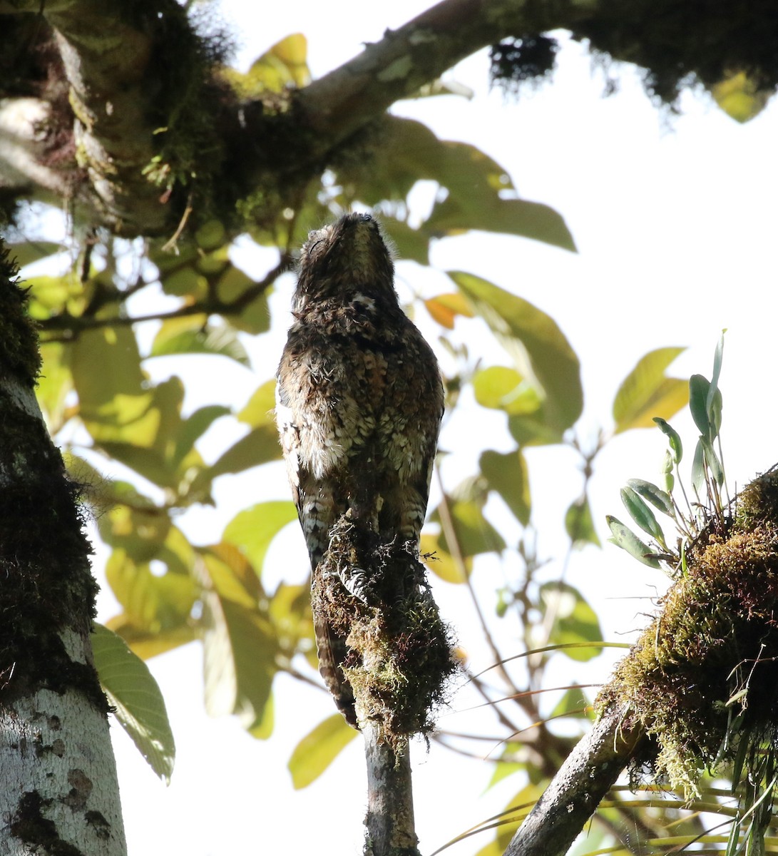 Andean Potoo - Ricardo Guerra