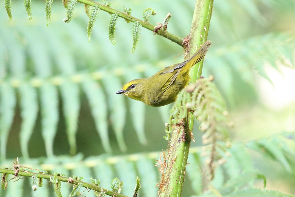 Pale-legged Warbler - Ricardo Guerra