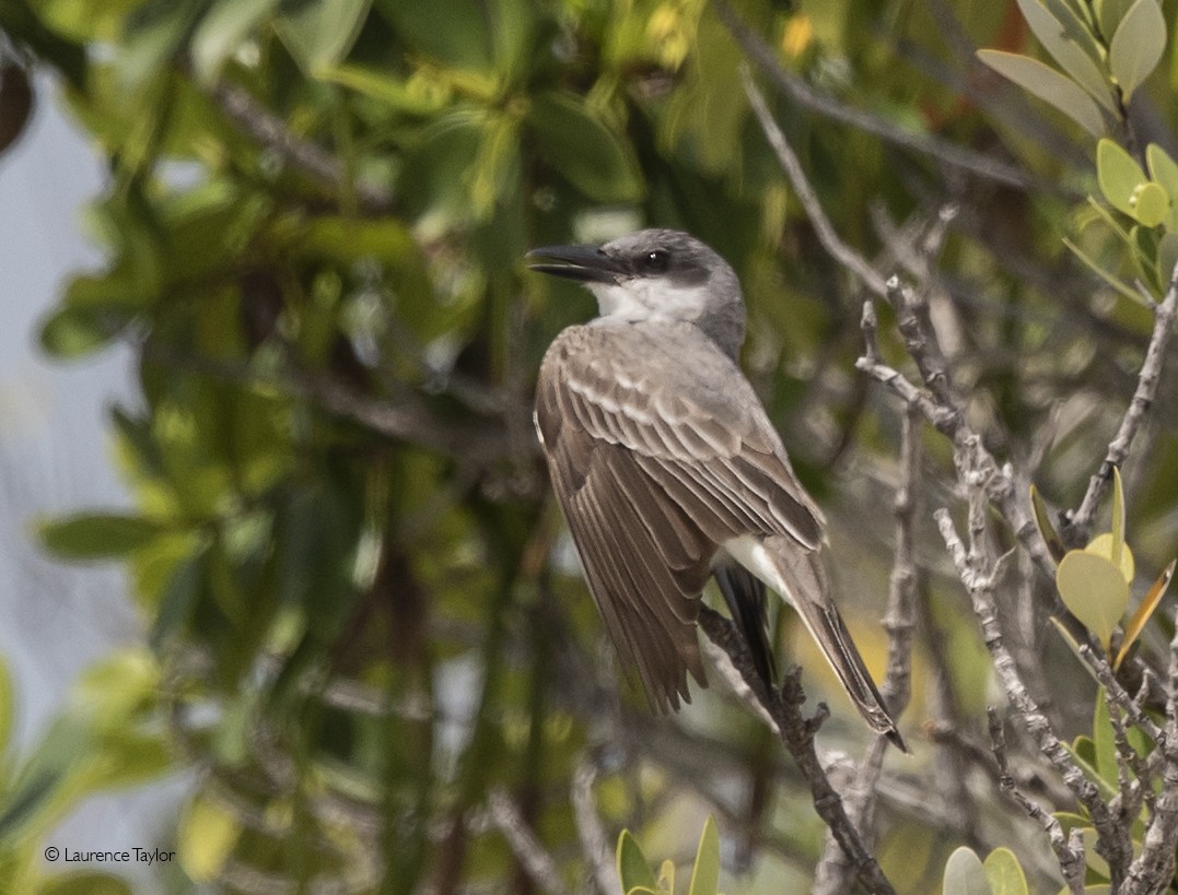 Gray Kingbird - ML165310781