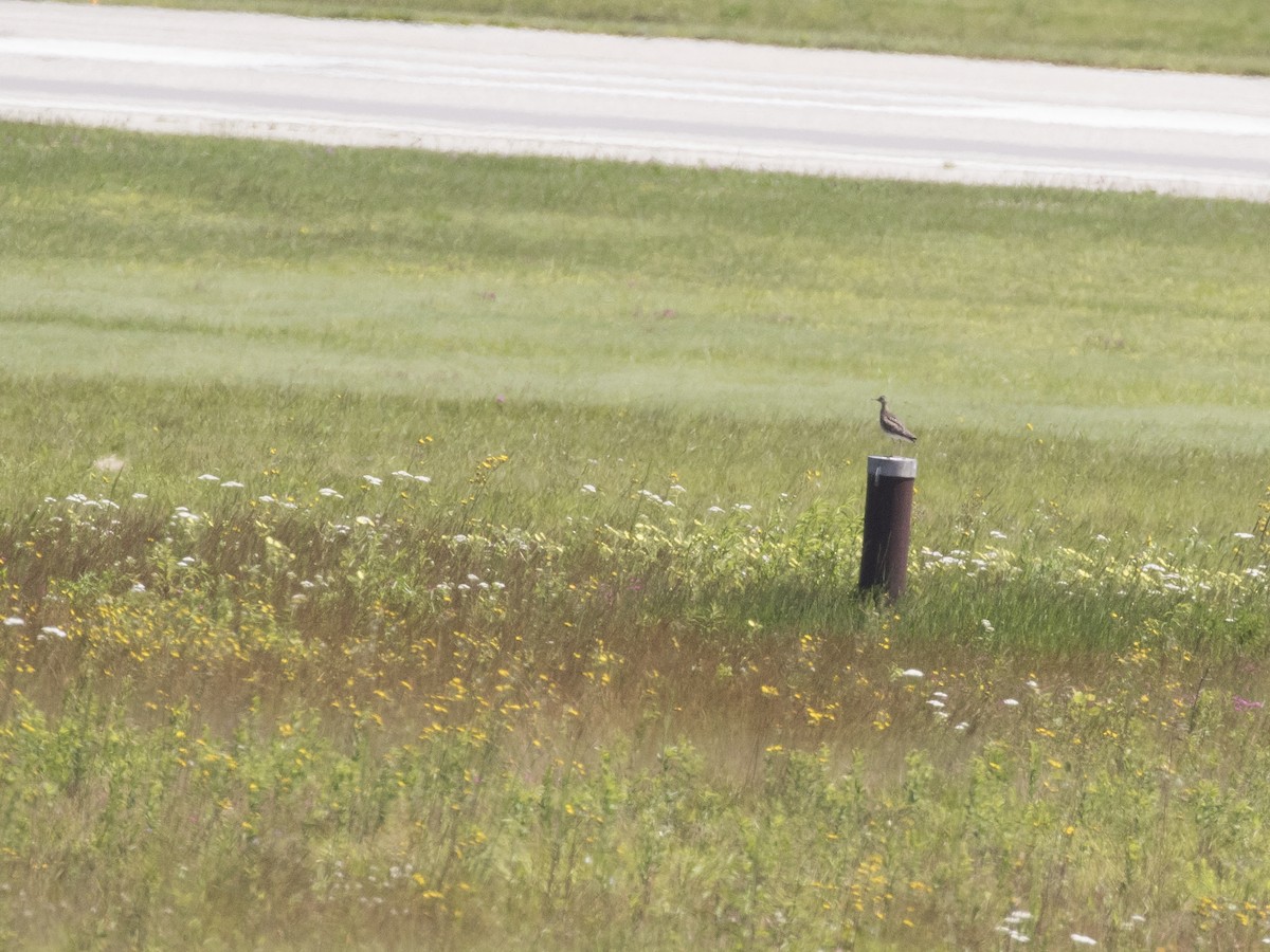 Upland Sandpiper - ML165311141