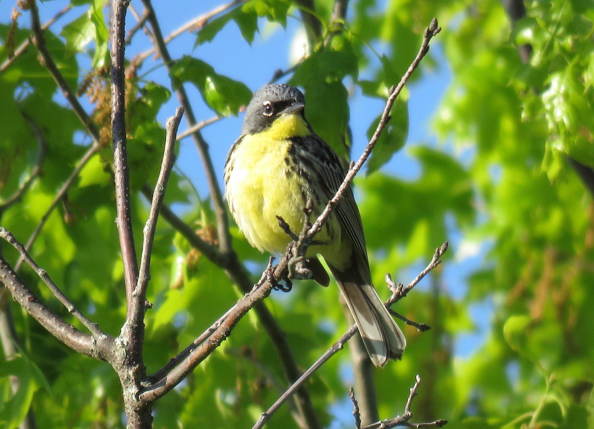 Kirtland's Warbler - Karen Markey