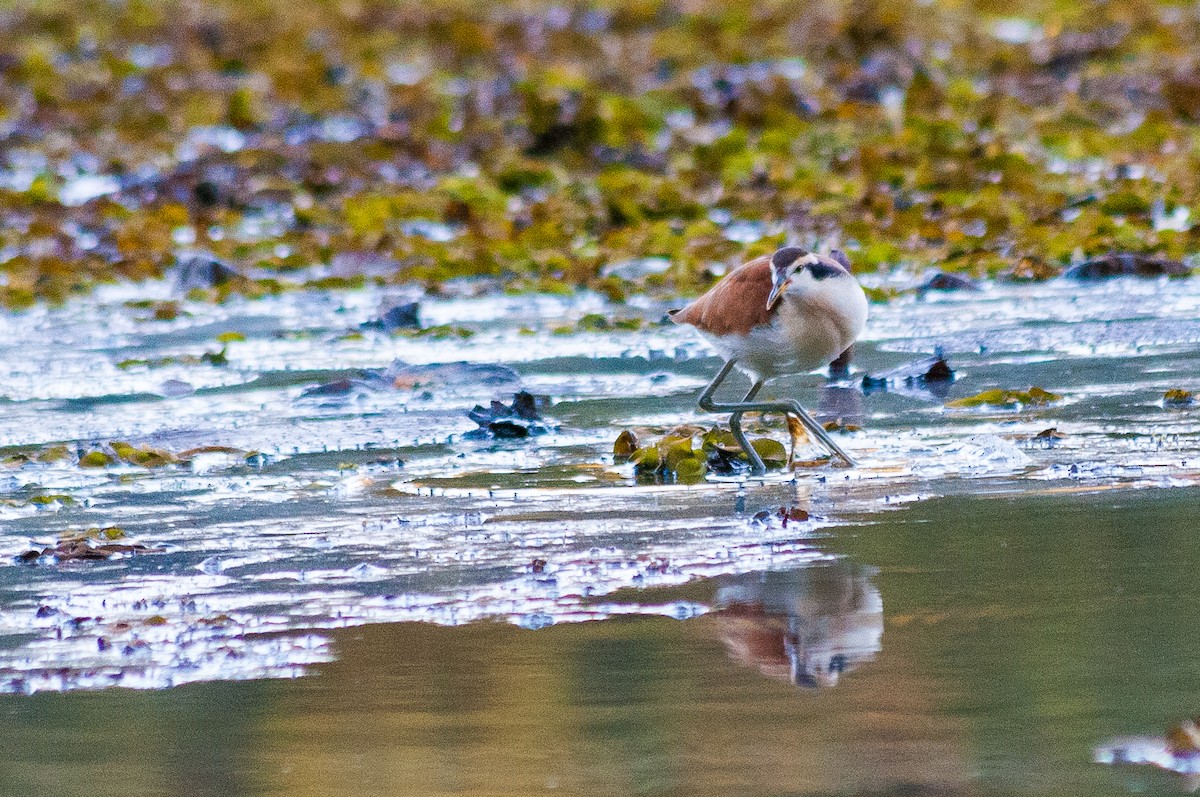 Wattled Jacana - Renato Toledo