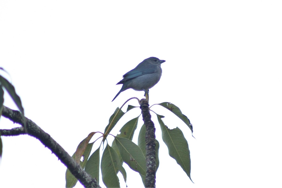 Sayaca Tanager - Rafaela Wolf de Carvalho