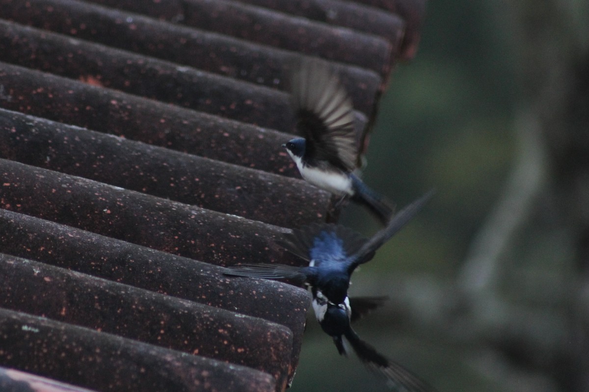 Blue-and-white Swallow - ML165314511