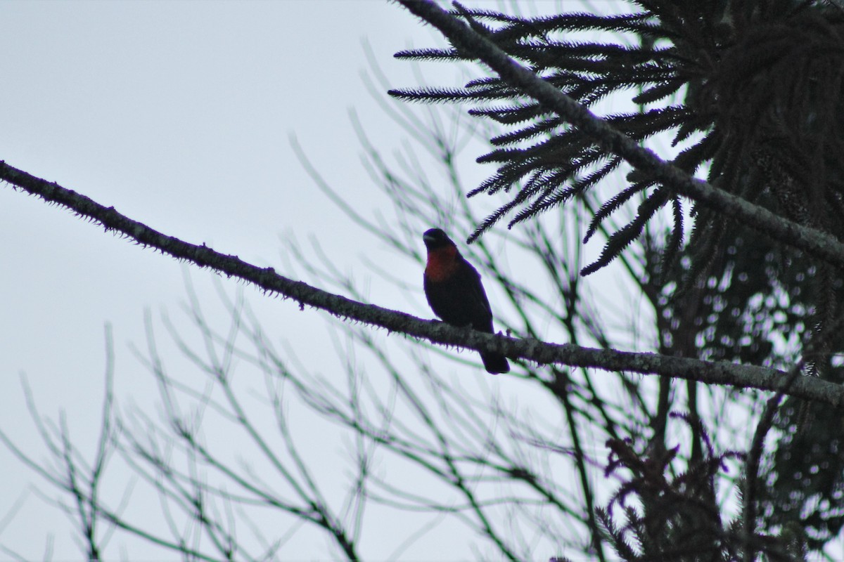 Red-ruffed Fruitcrow - ML165314871