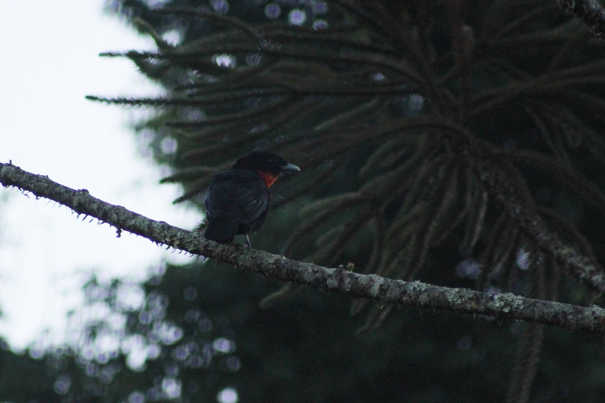 Red-ruffed Fruitcrow - ML165314891