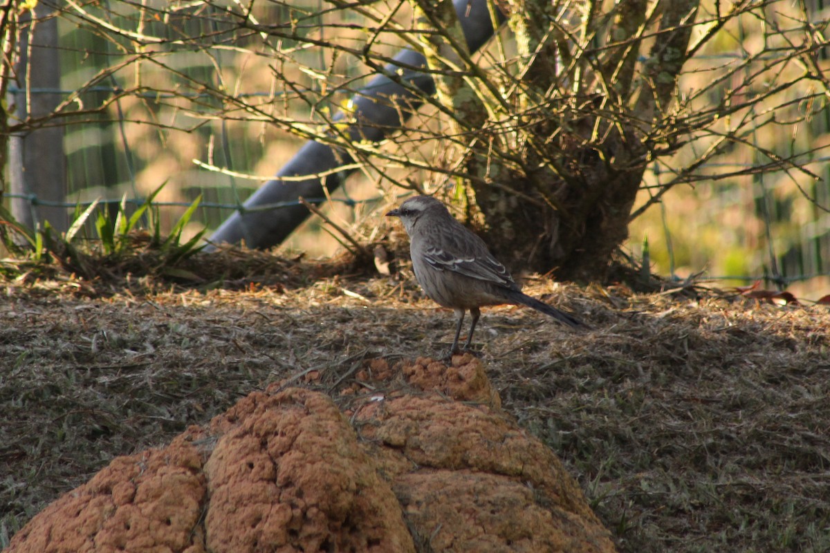 Chalk-browed Mockingbird - ML165315131