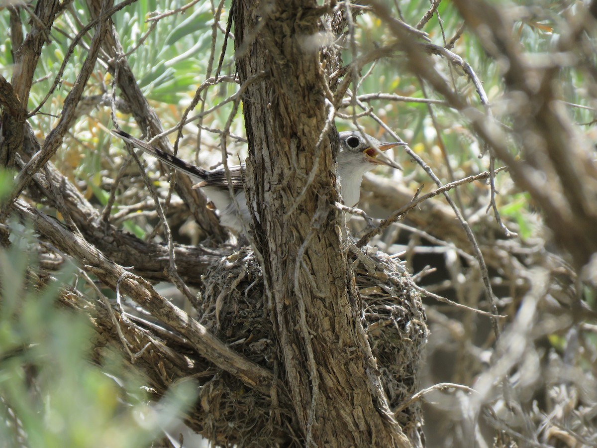 Blue-gray Gnatcatcher - ML165315171