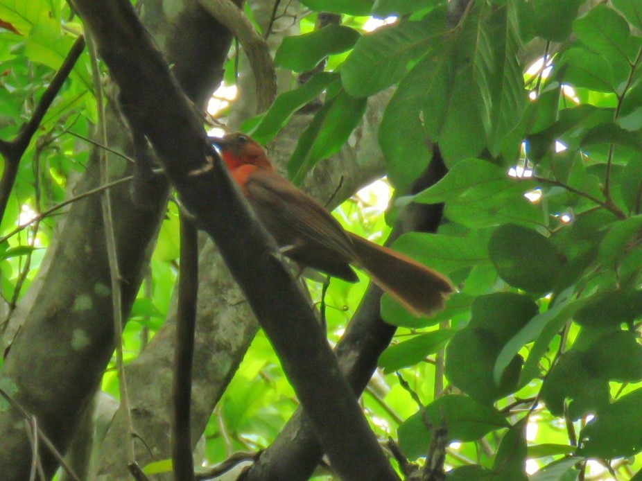 Red-throated Ant-Tanager - ML165316331