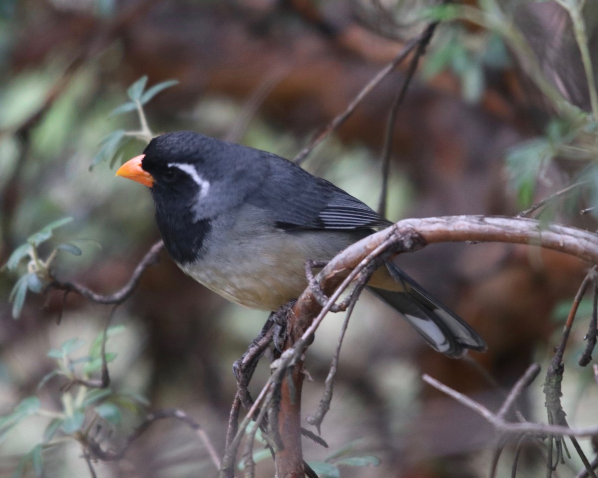 Golden-billed Saltator - ML165316751