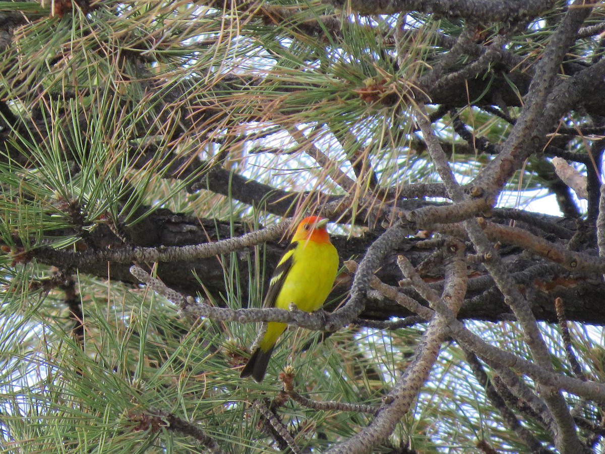 Western Tanager - ML165317541
