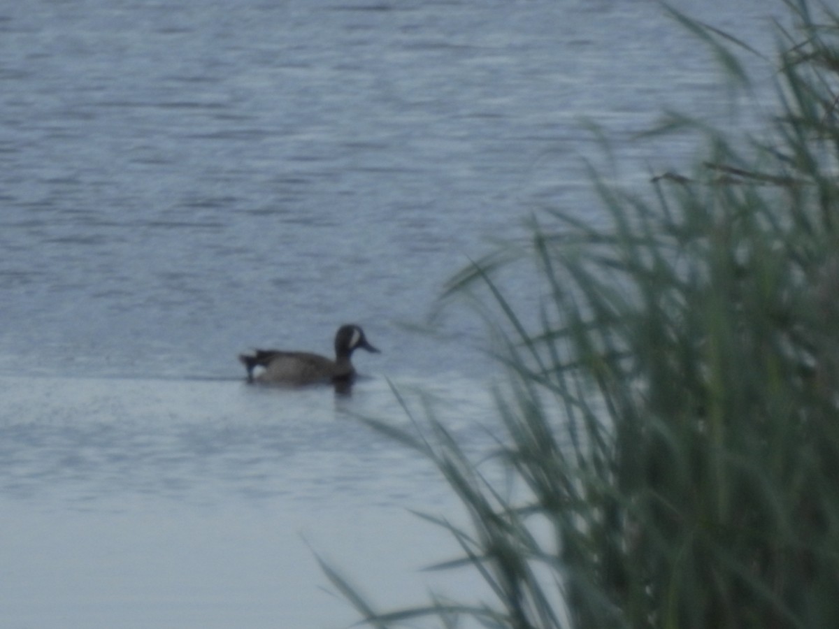 Blue-winged Teal - ML165318851