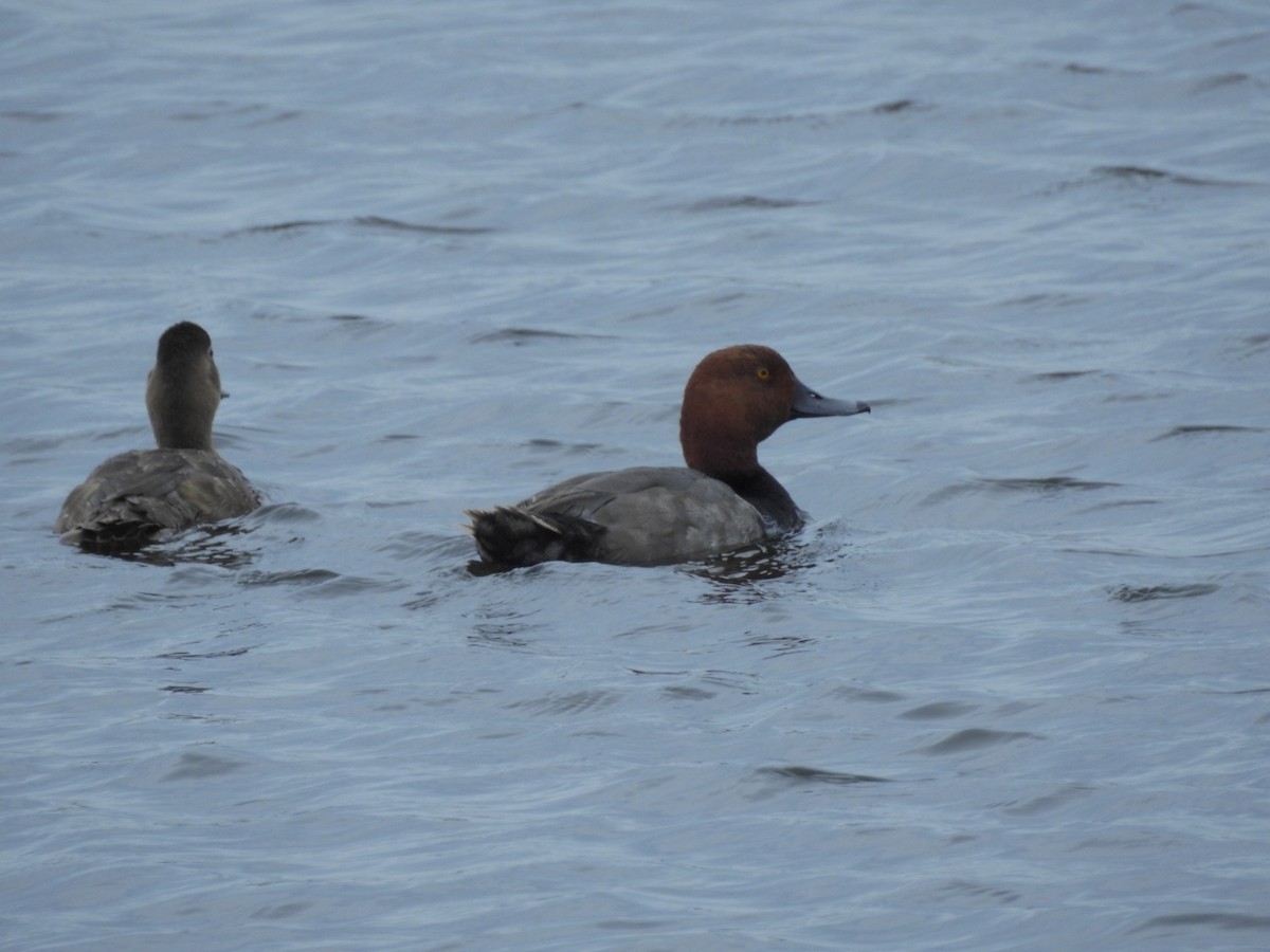 Redhead - ML165319331