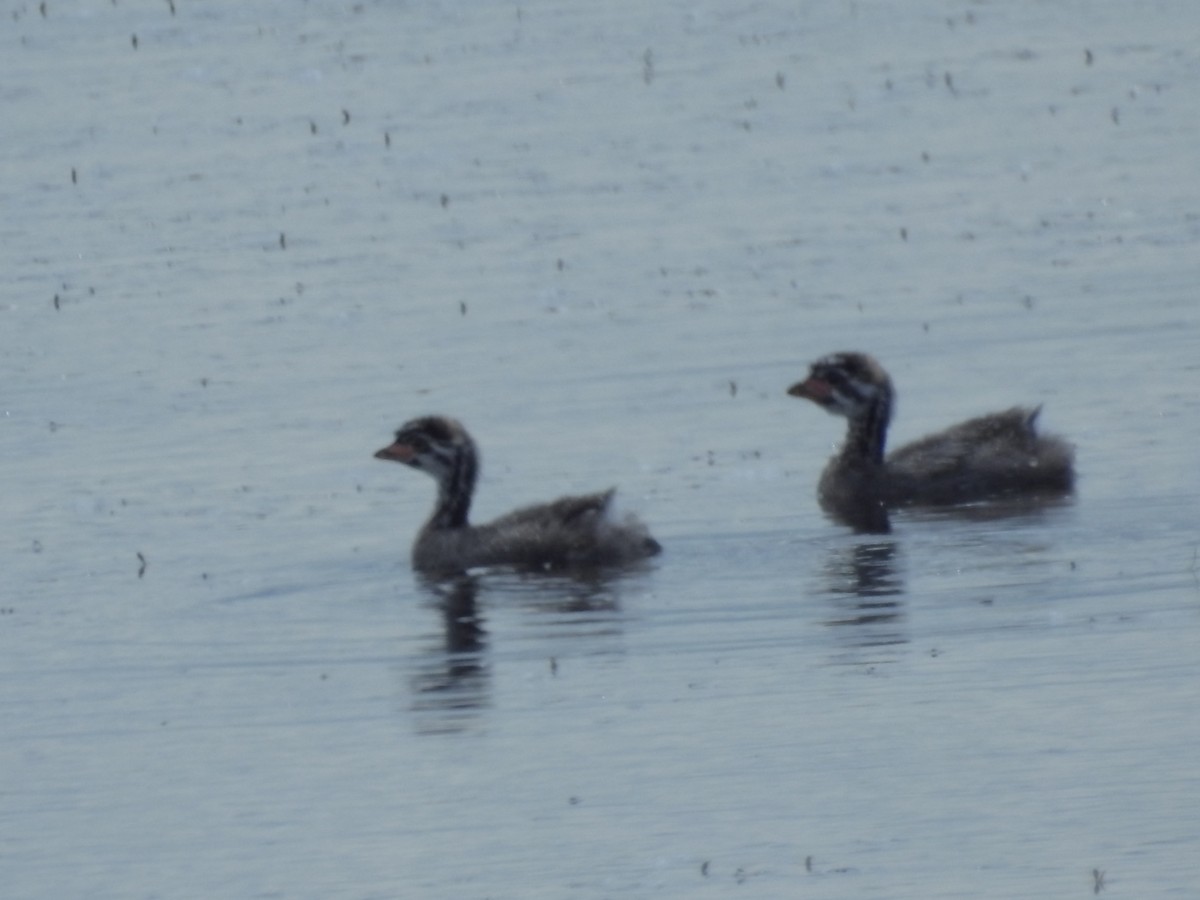Pied-billed Grebe - ML165319471