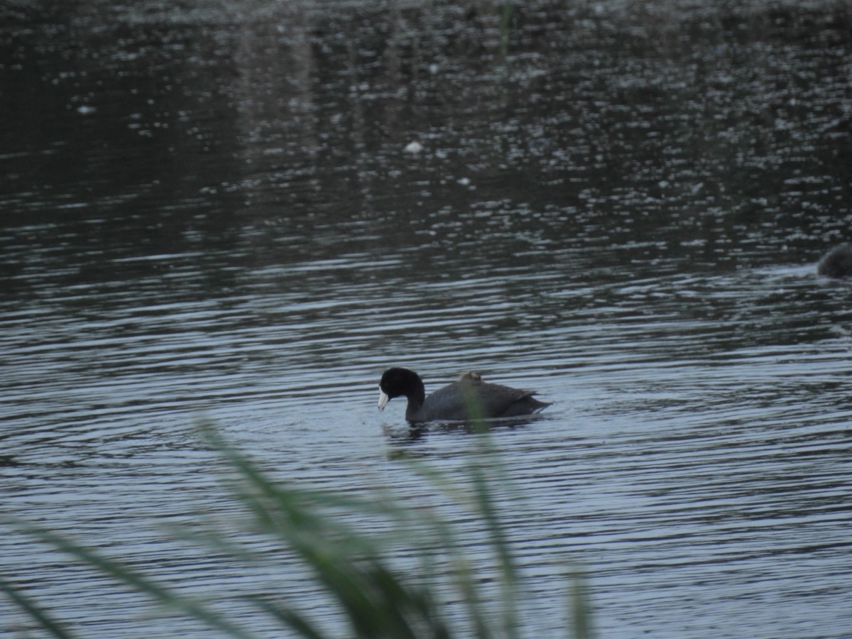 American Coot - ML165319551