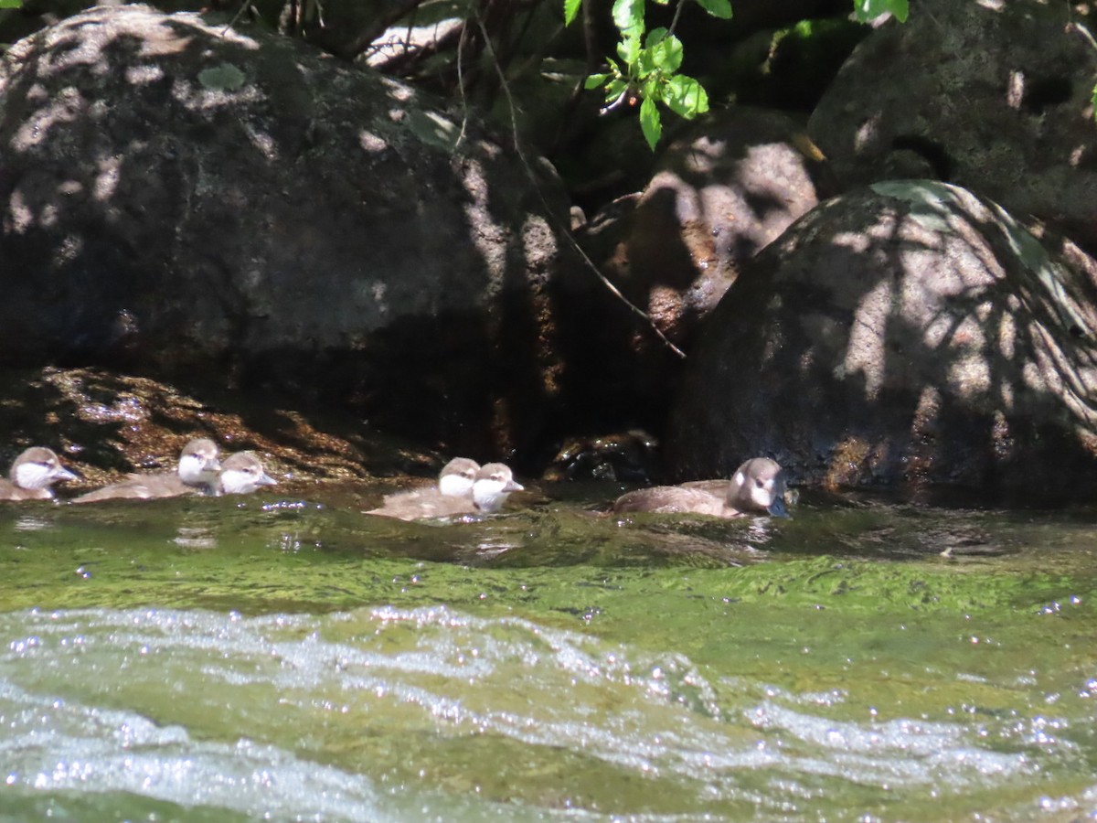 Harlequin Duck - Jeff Hambleton