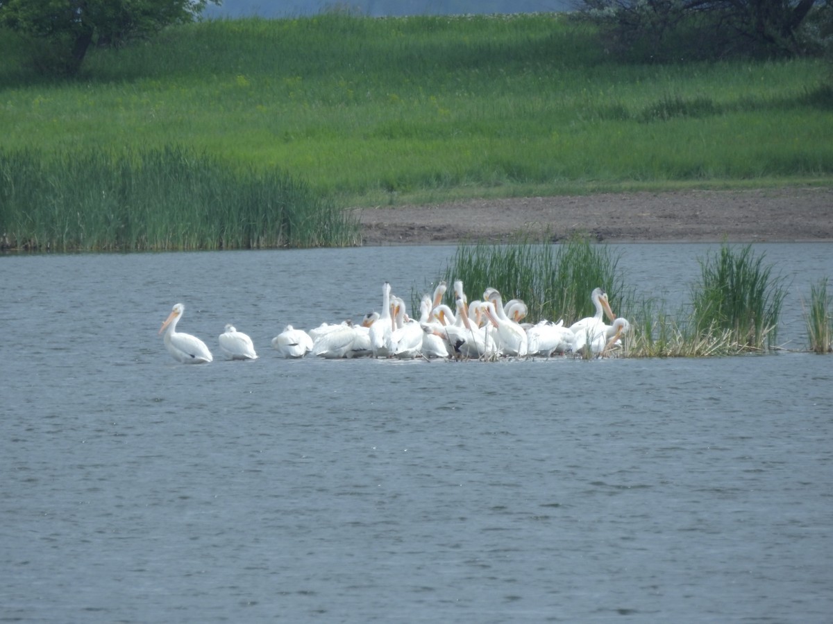American White Pelican - ML165319721