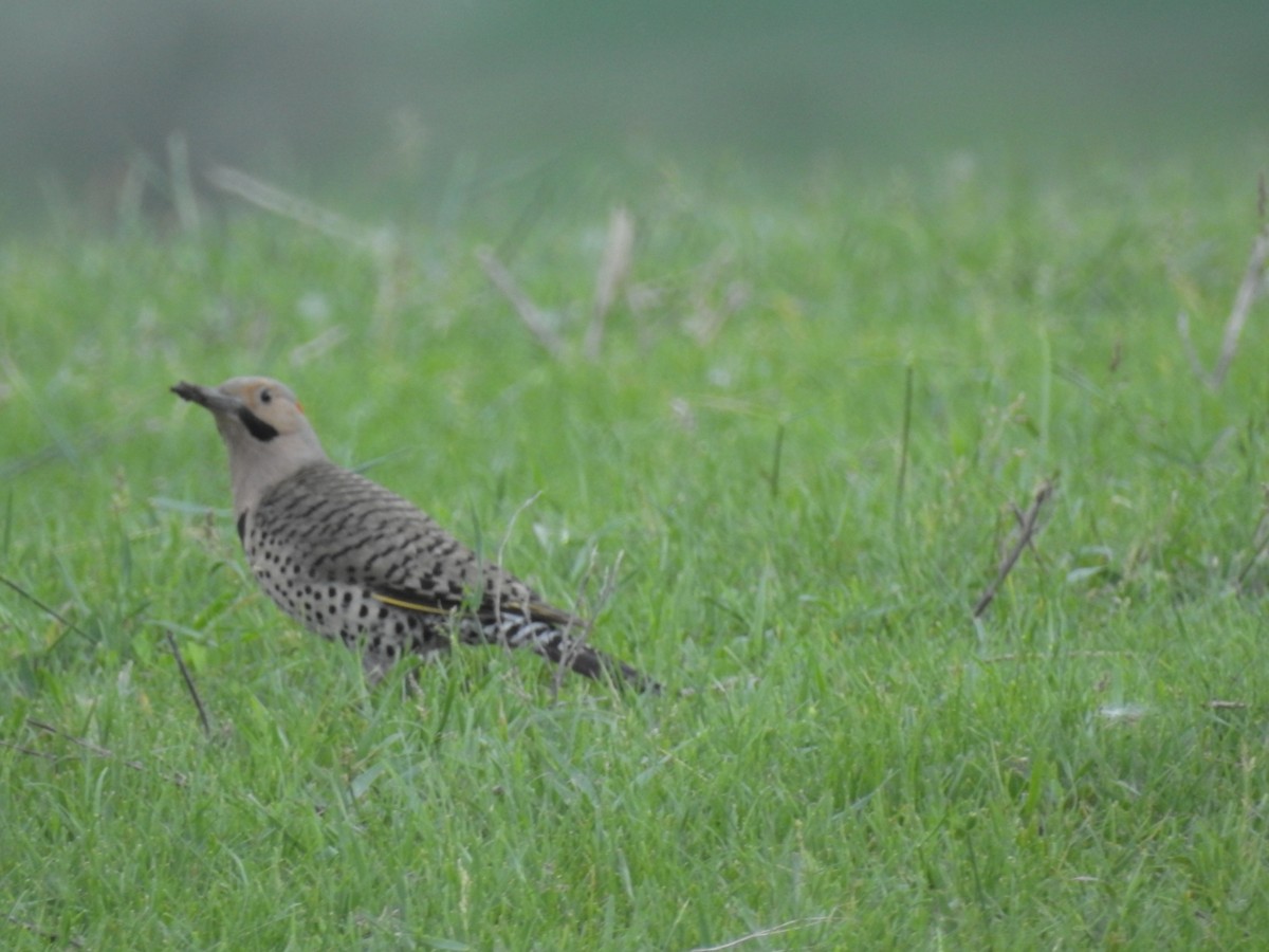 Northern Flicker - Terry Palmer