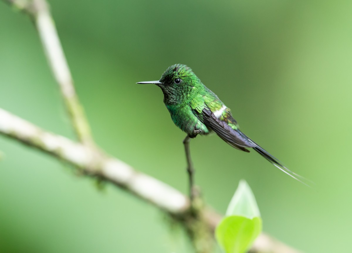 Green Thorntail - ML165319941