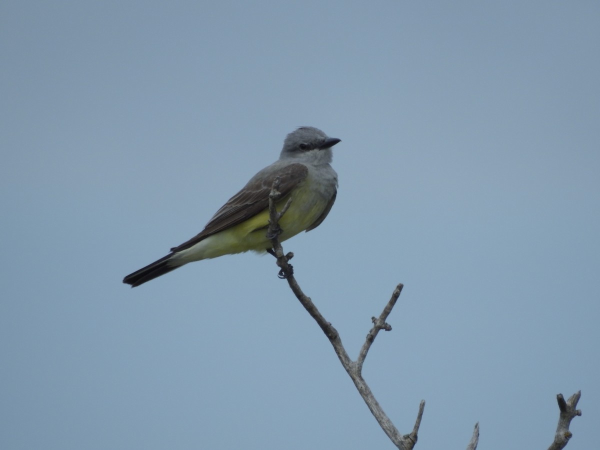 Western Kingbird - ML165320171