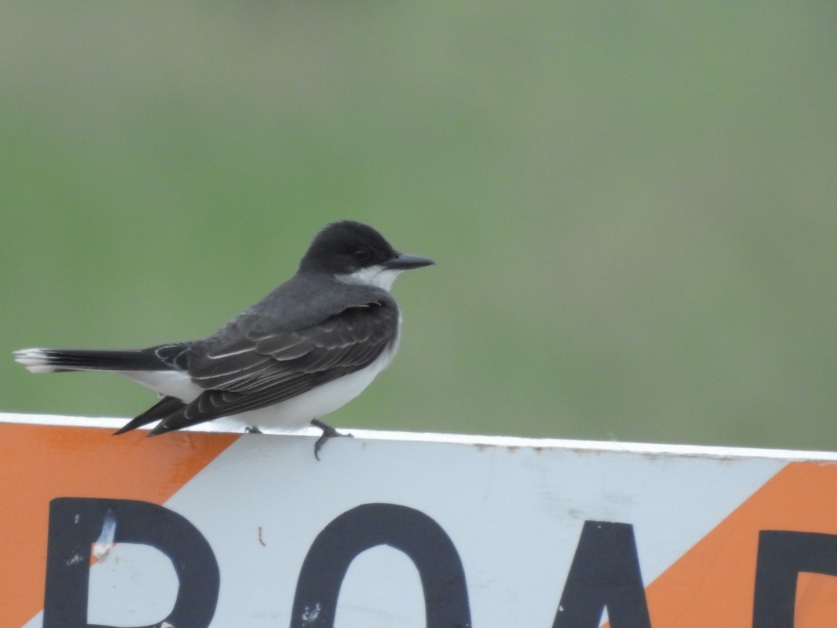 Eastern Kingbird - ML165320241
