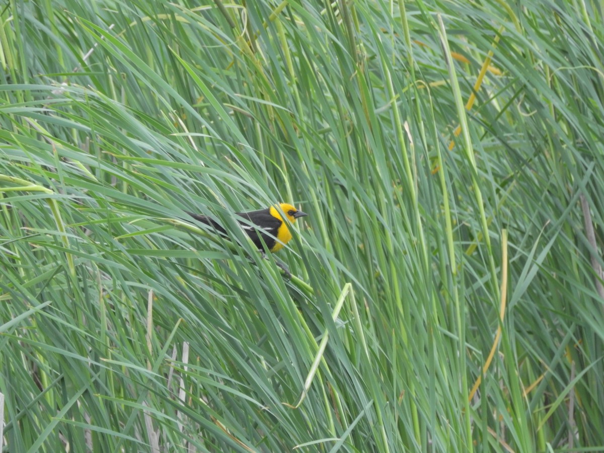 Yellow-headed Blackbird - Terry Palmer