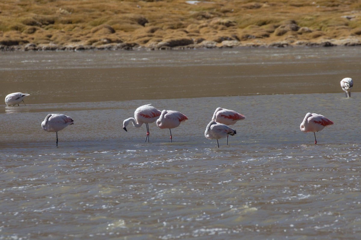 Chilean Flamingo - ML165320701