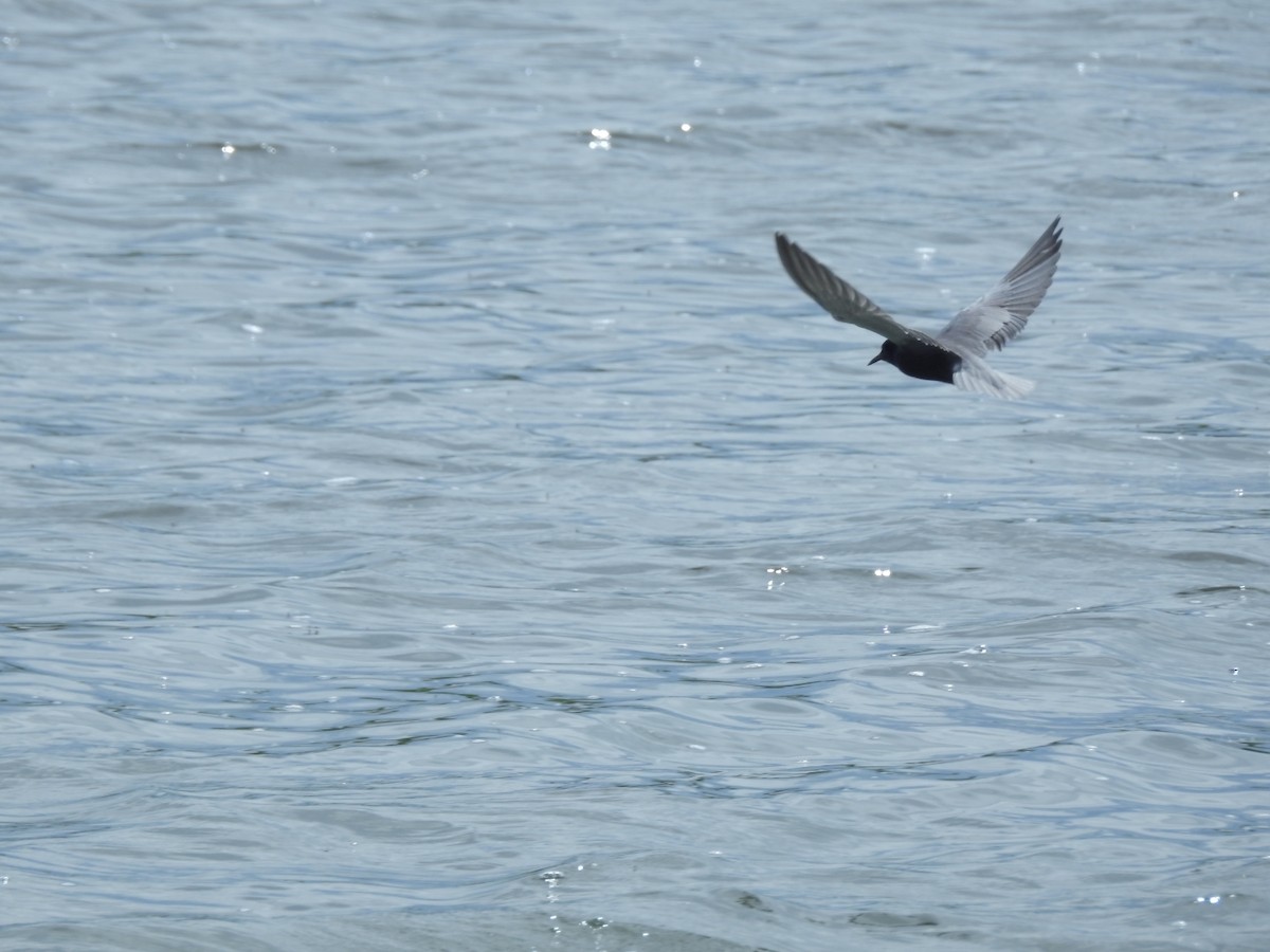 Black Tern - ML165320771