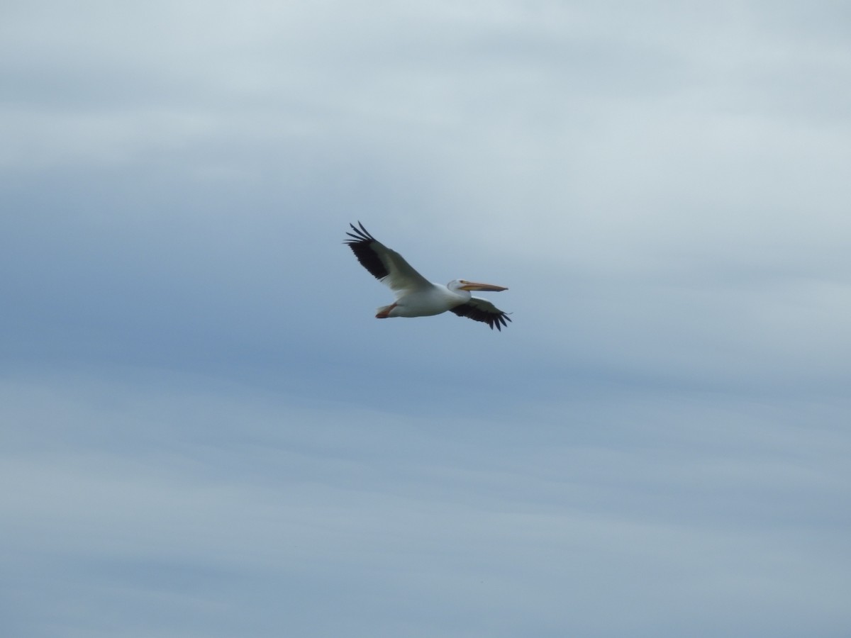 American White Pelican - ML165320871