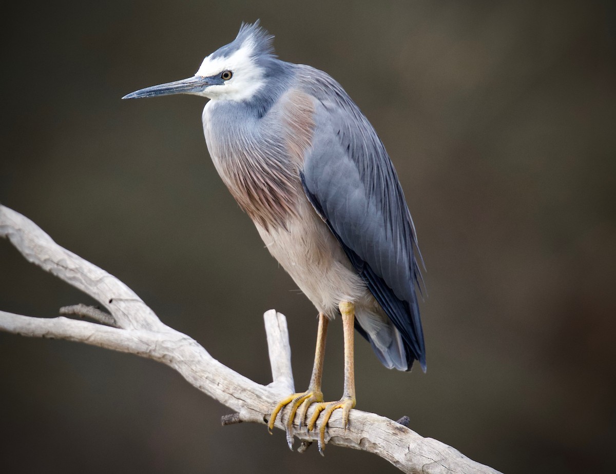 White-faced Heron - ML165321851