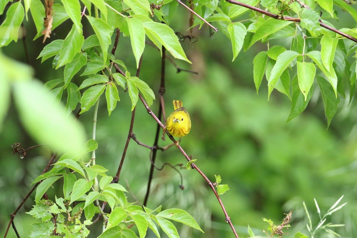 Yellow Warbler - ML165322681