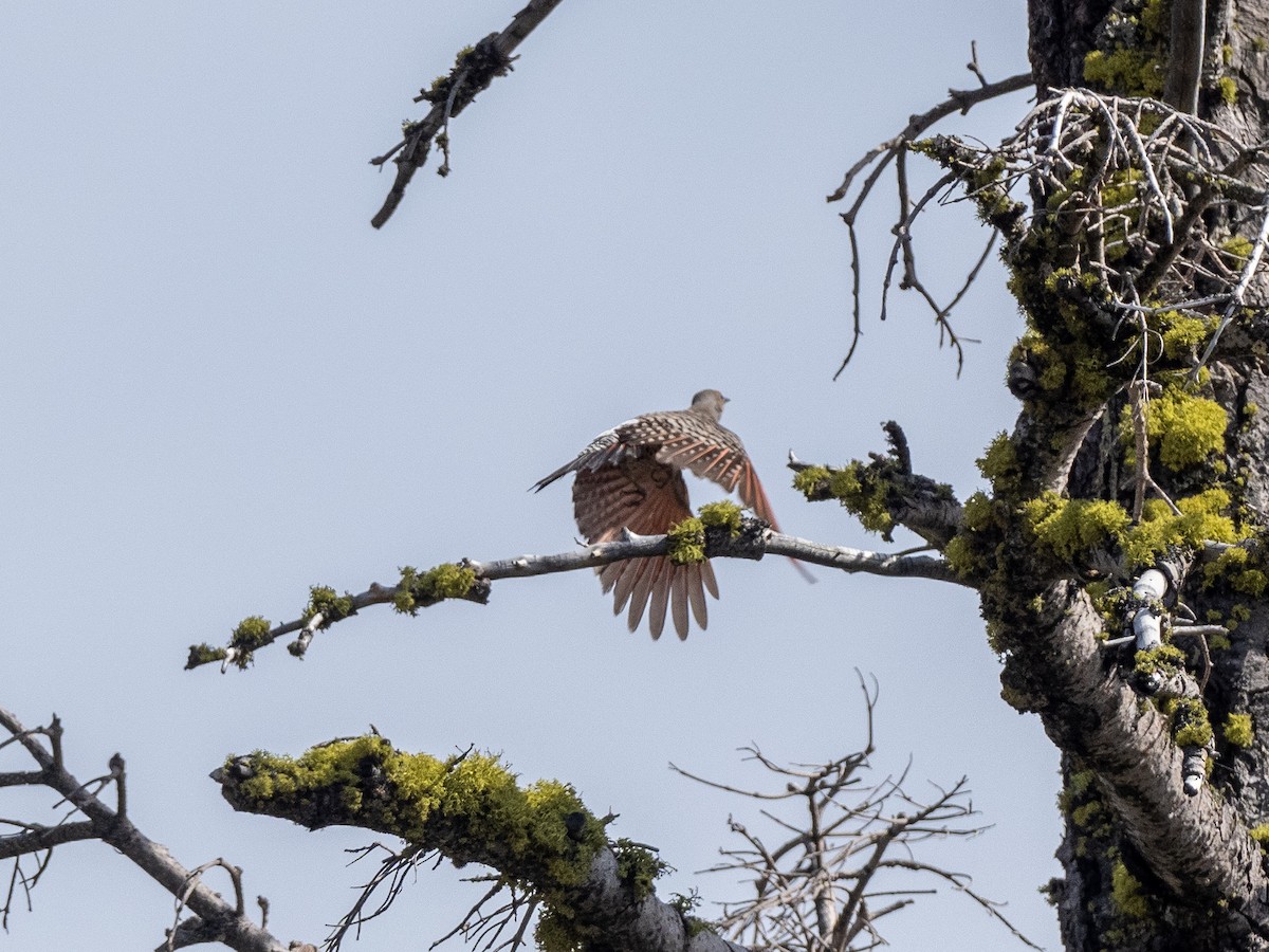 Northern Flicker (Red-shafted) - ML165324051