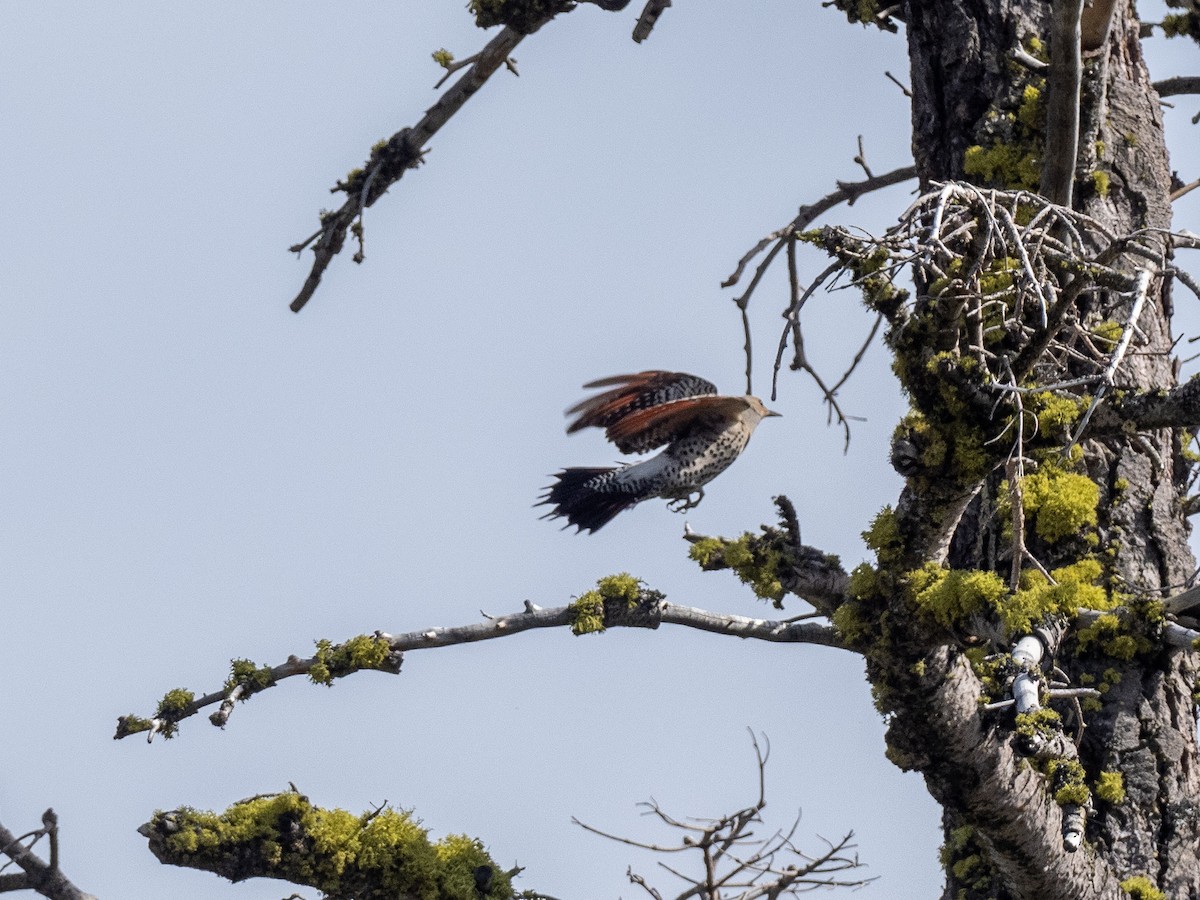 Northern Flicker (Red-shafted) - ML165324061