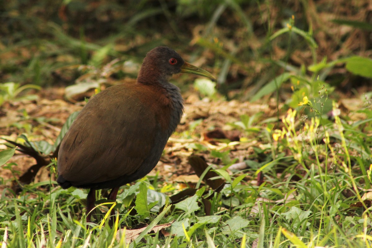 Slaty-breasted Wood-Rail - ML165324821