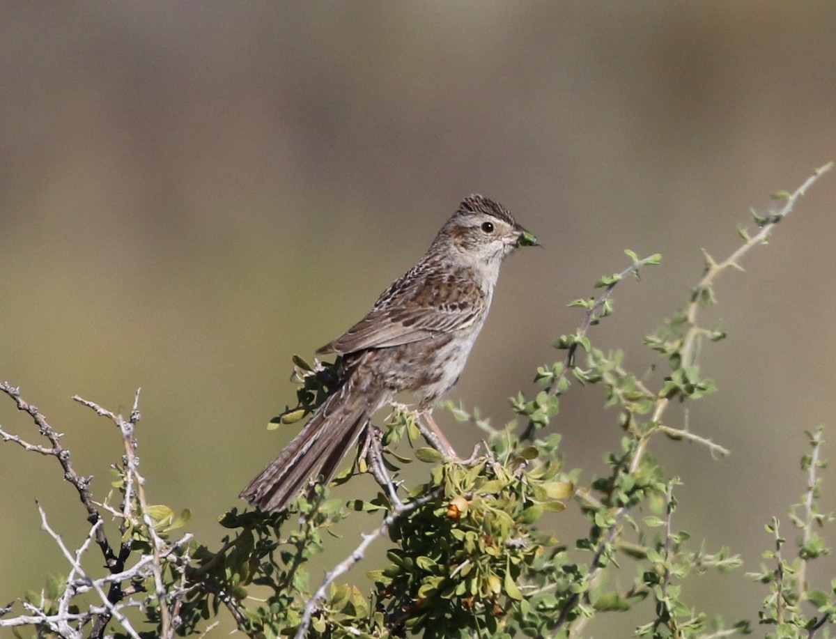 Cassin's Sparrow - Tom Benson