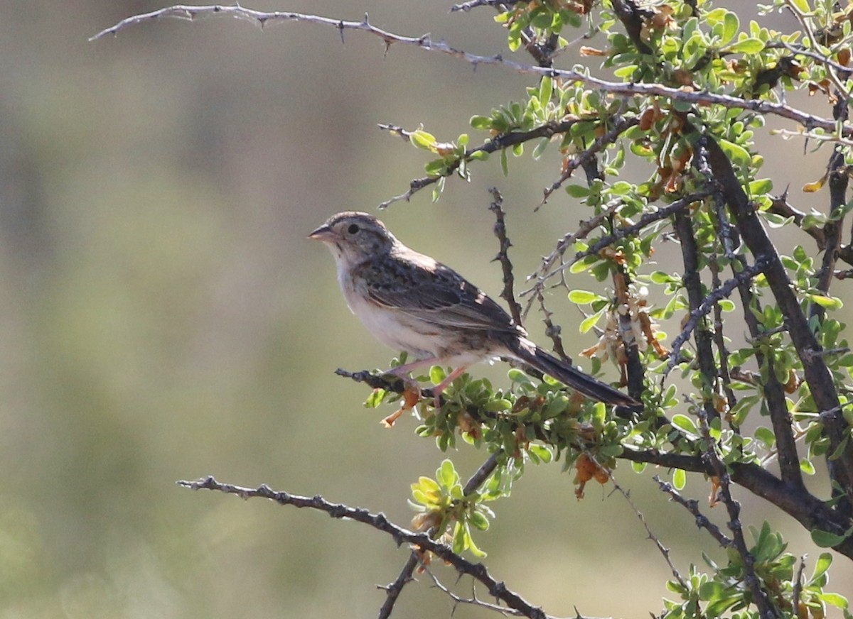 Cassin's Sparrow - ML165325051