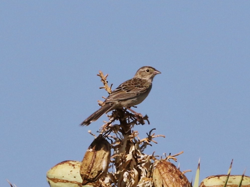 Cassin's Sparrow - ML165325301