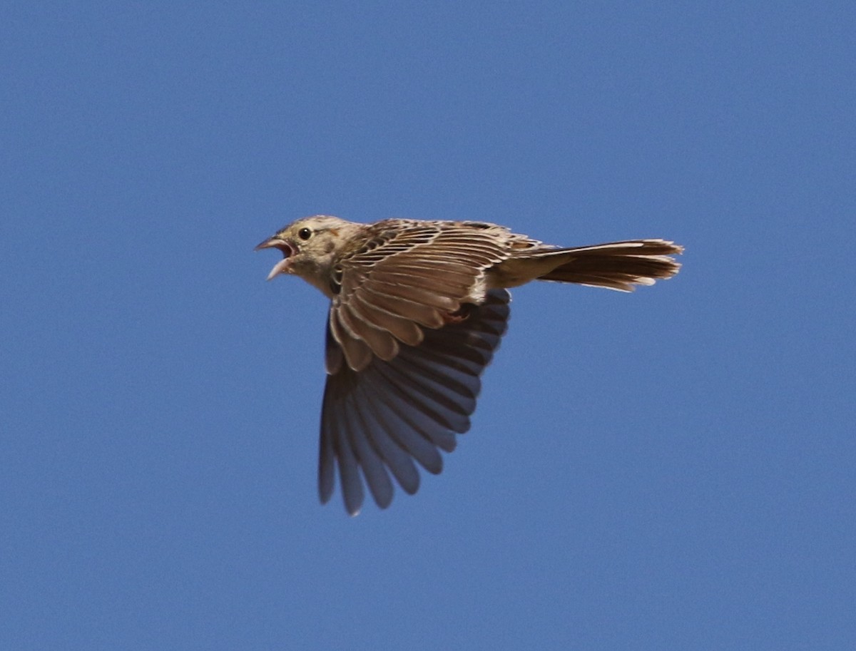 Cassin's Sparrow - Tom Benson