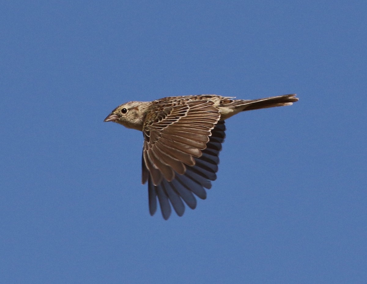 Cassin's Sparrow - Tom Benson