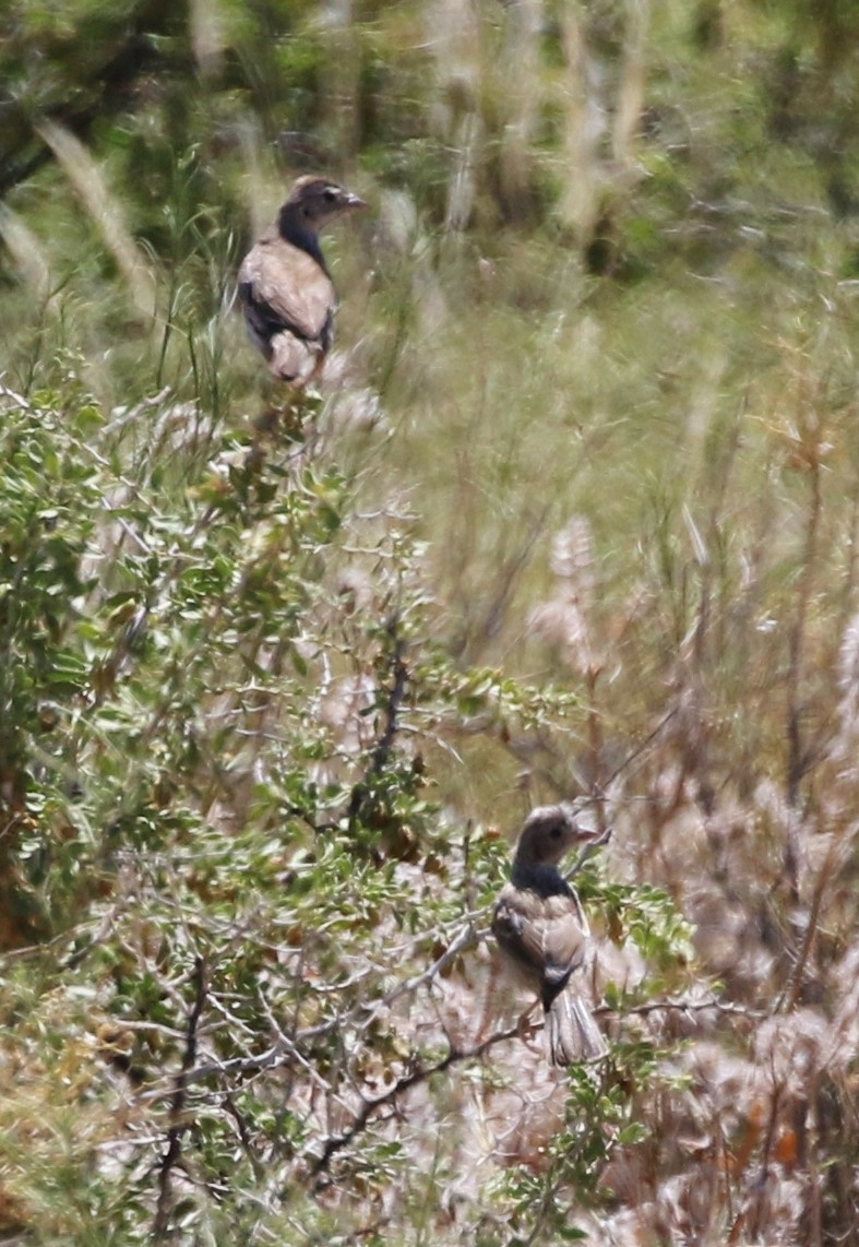 Cassin's Sparrow - ML165326381