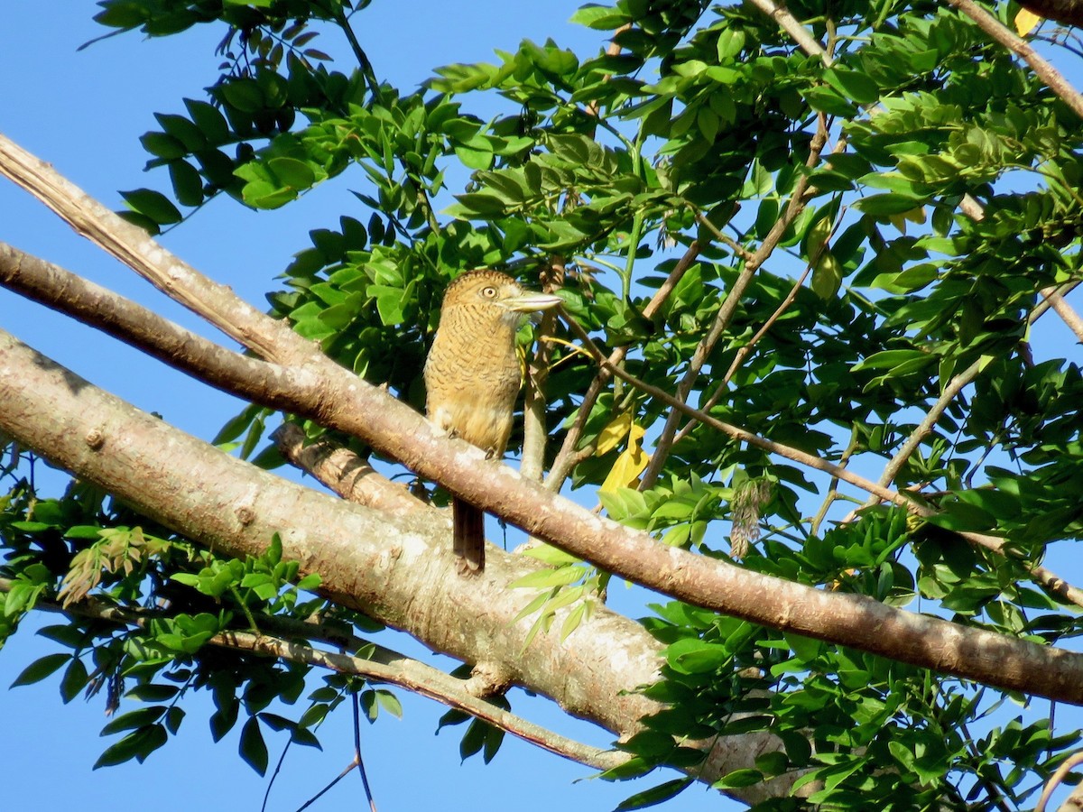 Barred Puffbird - ML165326701