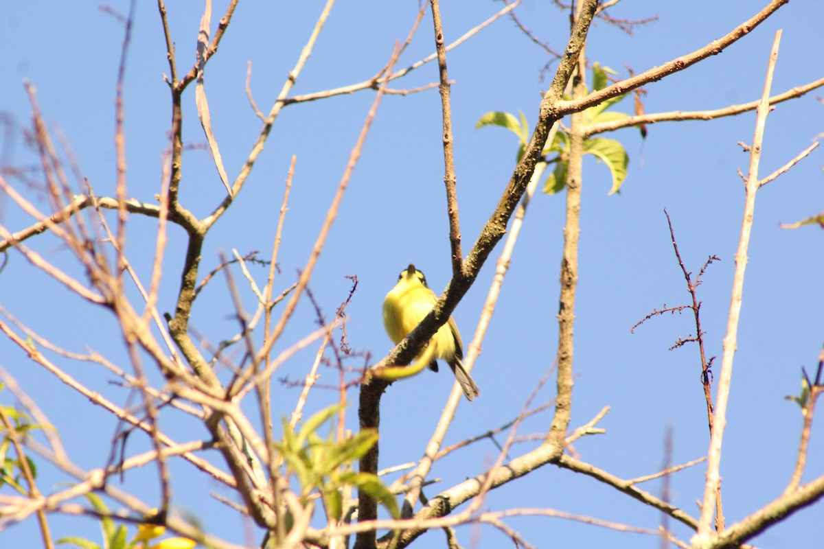 Gray-headed Tody-Flycatcher - ML165326841