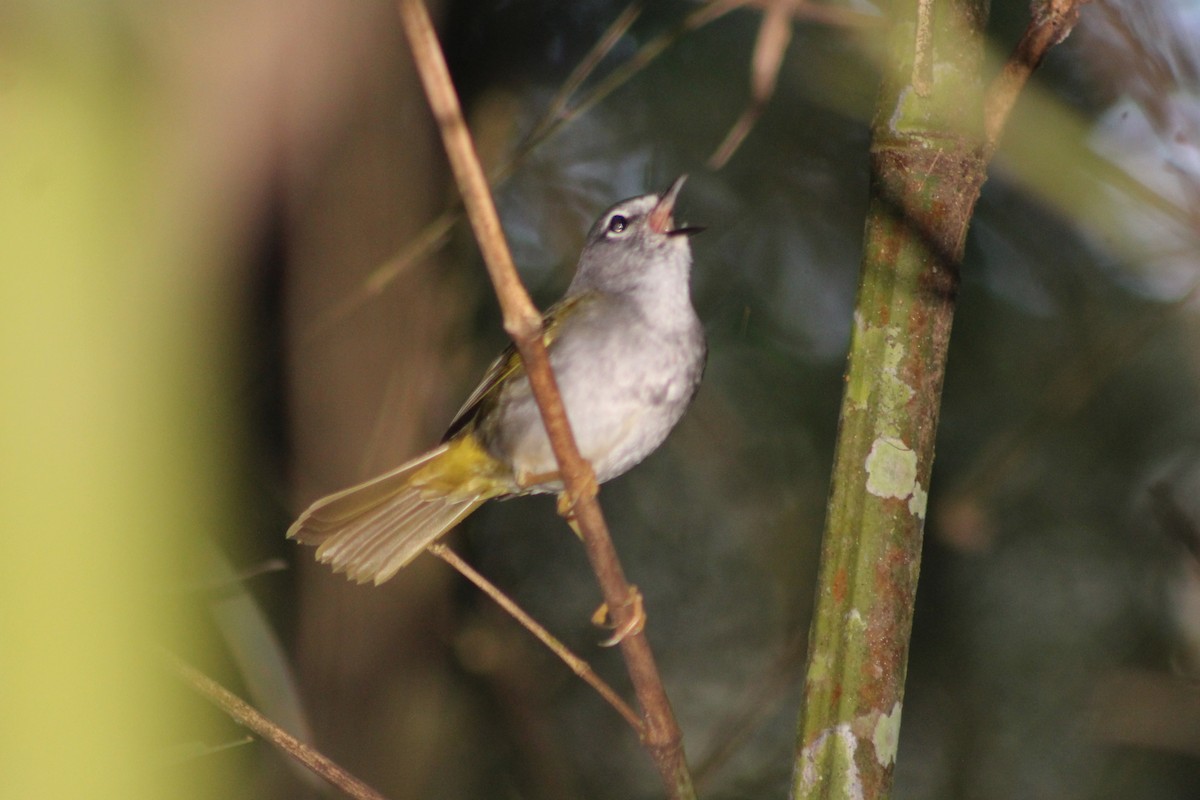 Olivflanken-Waldsänger - ML165327011