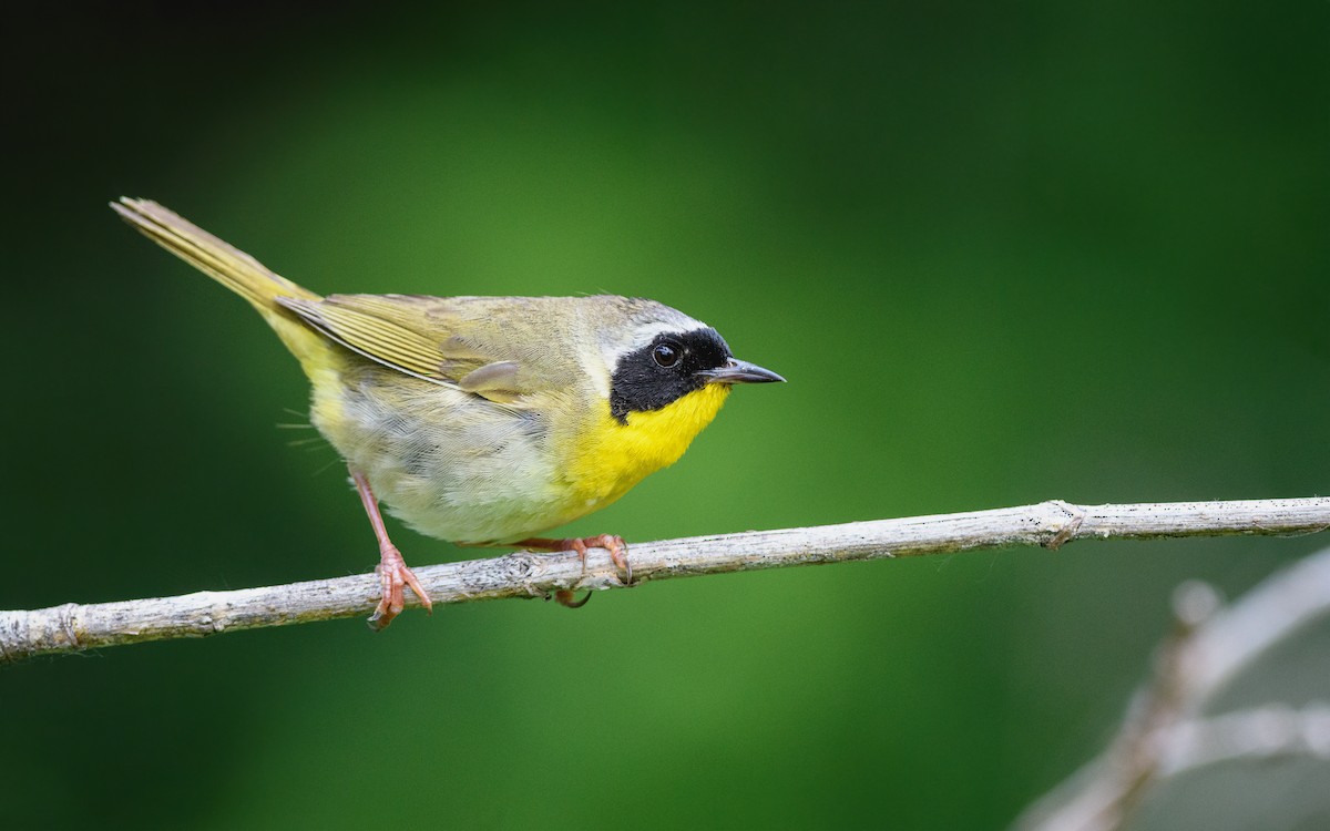 Common Yellowthroat - ML165329131