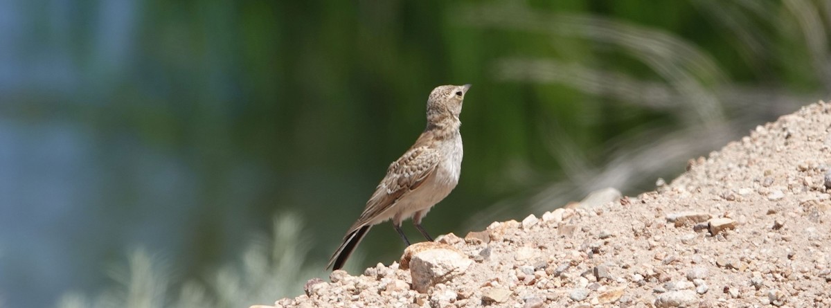 Horned Lark - ML165329161