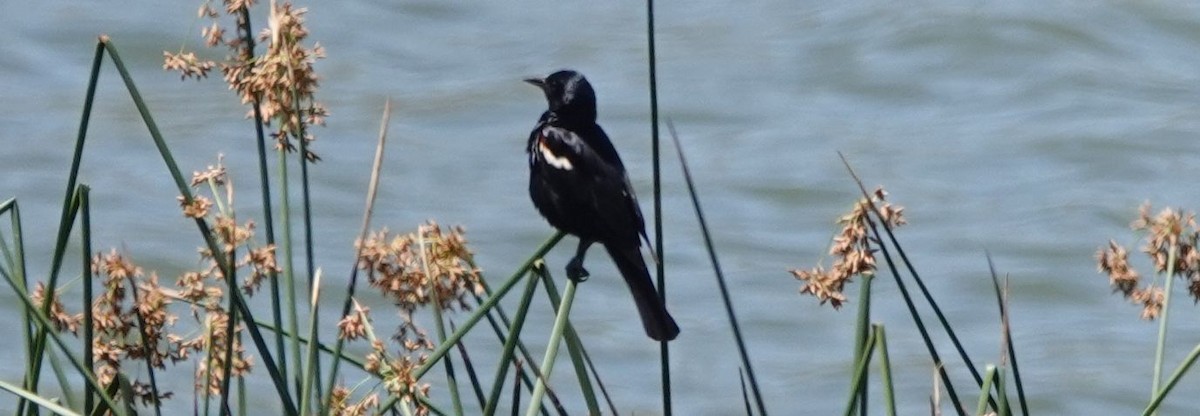 Tricolored Blackbird - ML165329911